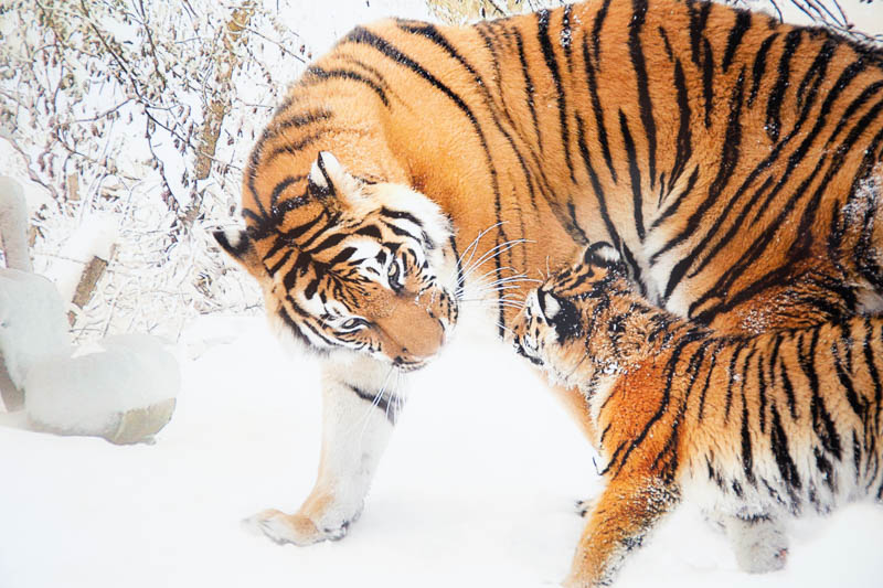 Tiger Cub ,Animal, Tigers in the snow, Forest Winter landscape, | _MG_9391.jpg