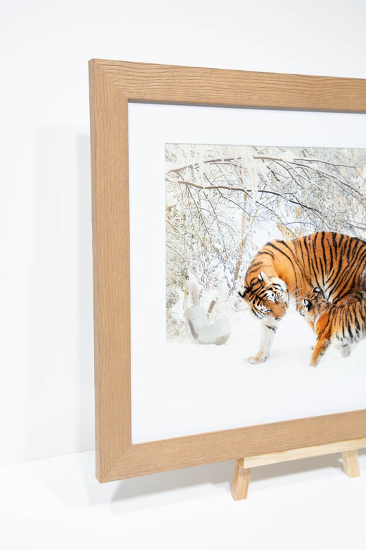 Tiger Cub ,Animal, Tigers in the snow, Forest Winter landscape, | _MG_9388.jpg