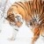 Tiger Cub ,Animal, Tigers in the snow, Forest Winter landscape, | _MG_9391.jpg