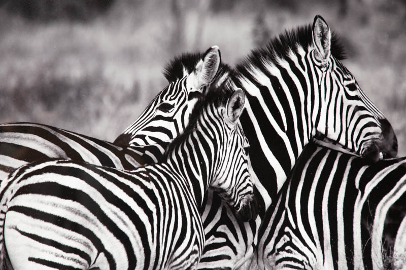 Zebras Poster, Zebra FRAMED Print, Wall Art, Black White Print, Nursery Decor, Animal Black White | _MG_9411.jpg