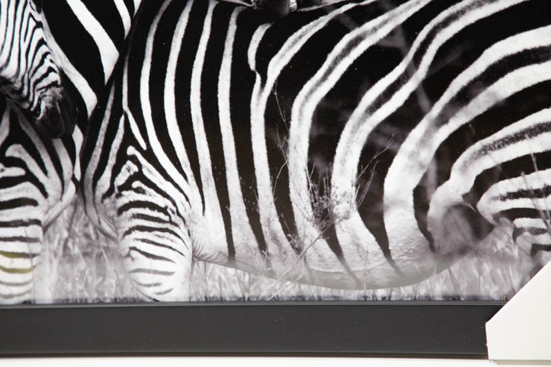 Zebras Poster, Zebra FRAMED Print, Wall Art, Black White Print, Nursery Decor, Animal Black White | _MG_9415.jpg